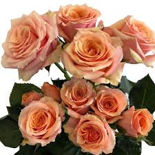 Pink Roses